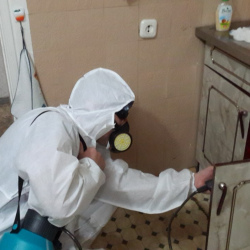Дезинфекция от муравьев в квартире в Останкинском районе Москвы